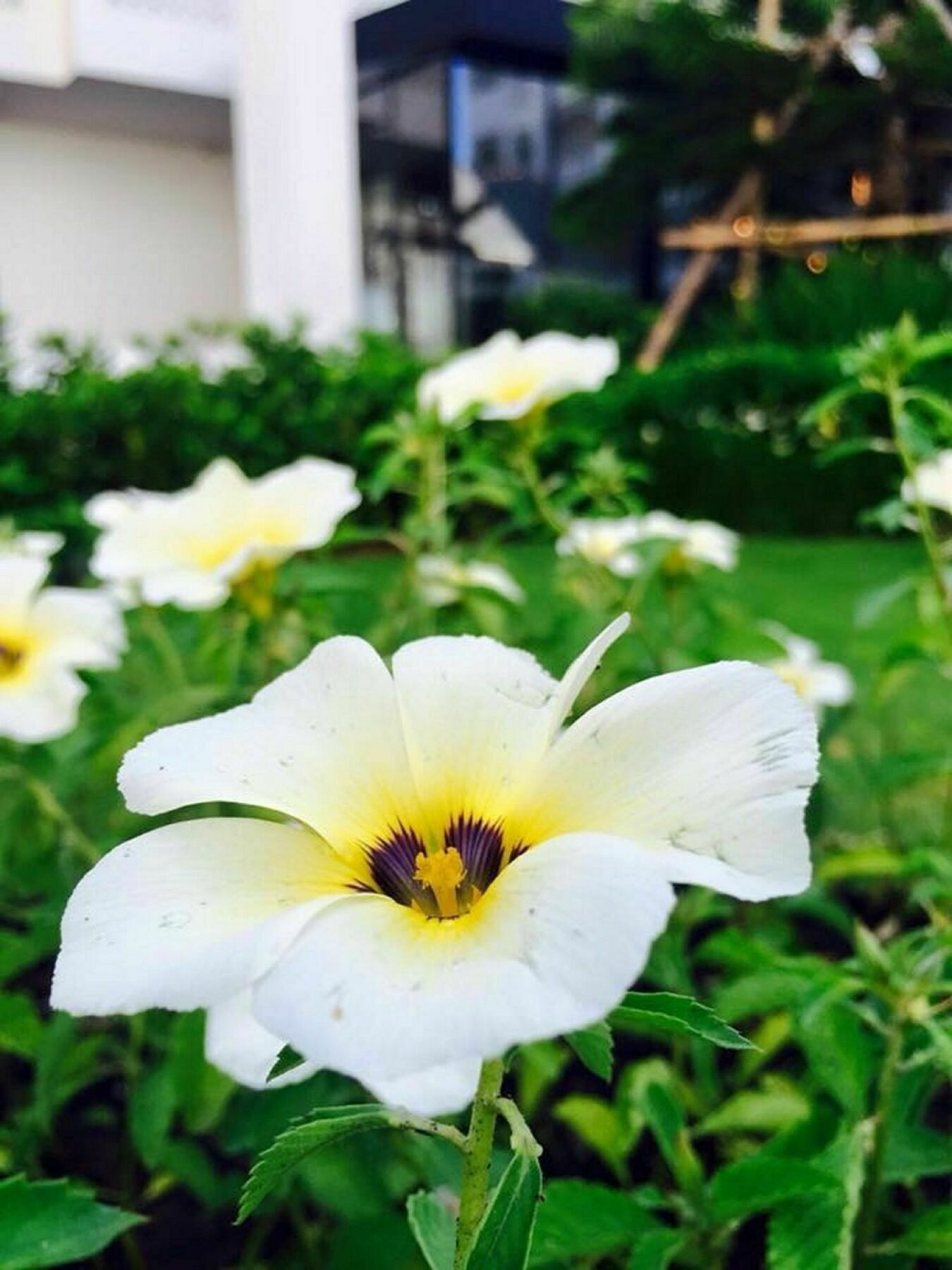 Koranaree Courtyard Boutique Hotel Nakhonratchasima Eksteriør bilde